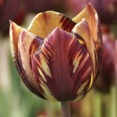Tulipa 'Absalon'