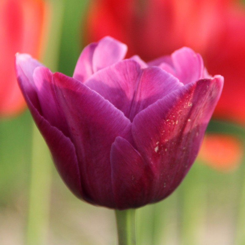 Tulipa 'Aesculapius'