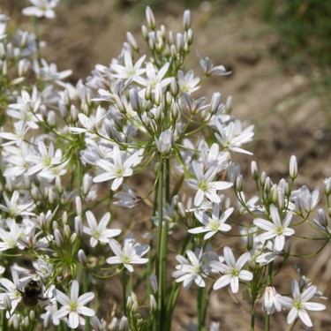 Allium cassium subsp. hirtellum