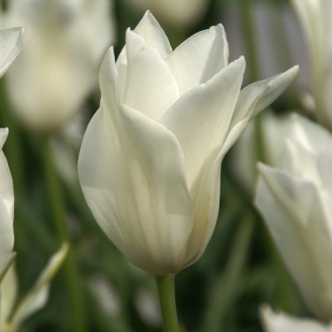 Tulipa 'Alba Regalis'
