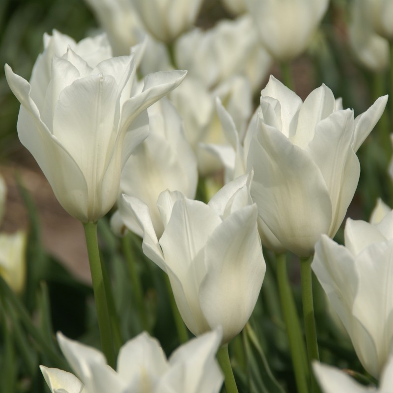 Tulipa 'Alba Regalis'