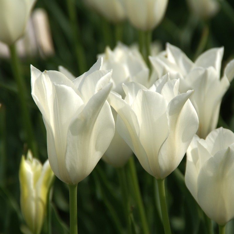 Tulipa 'Alba Regalis'