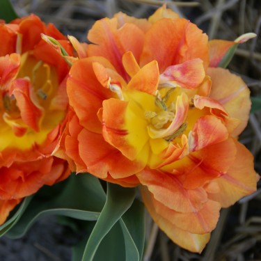 Tulipa 'Anthony Eden' 