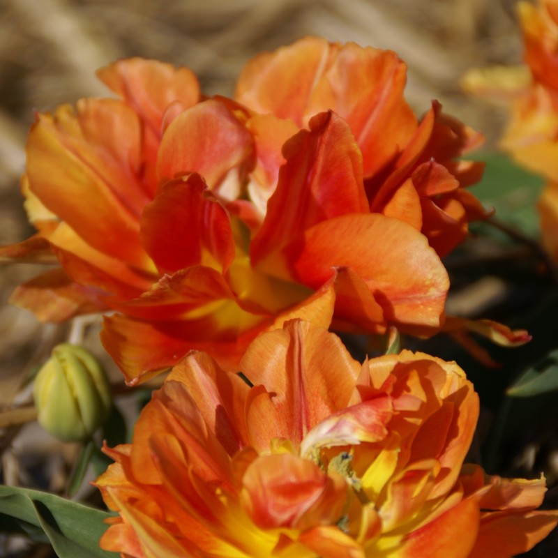 Tulipa 'Anthony Eden' 