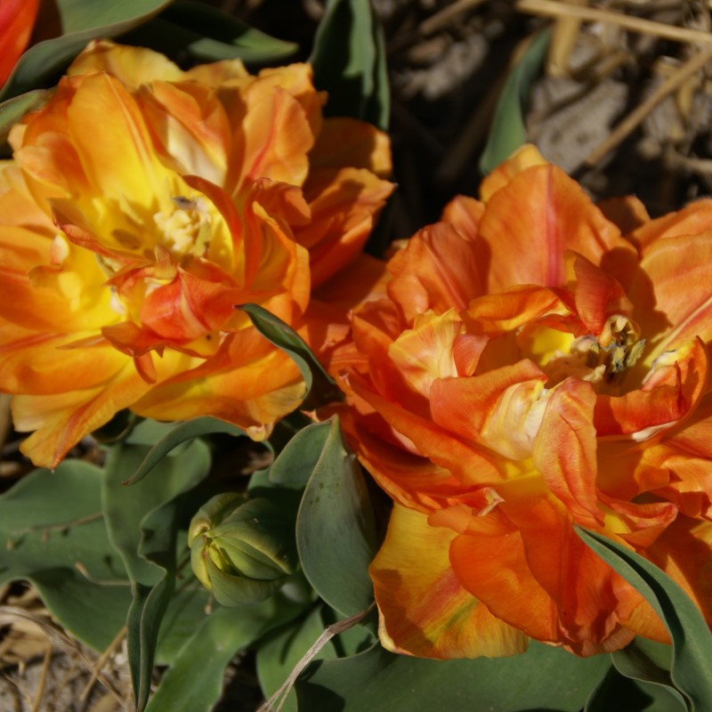 Tulipa 'Anthony Eden' 
