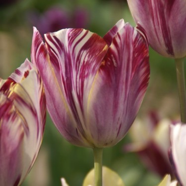 Tulipa 'Beauty of Bath'