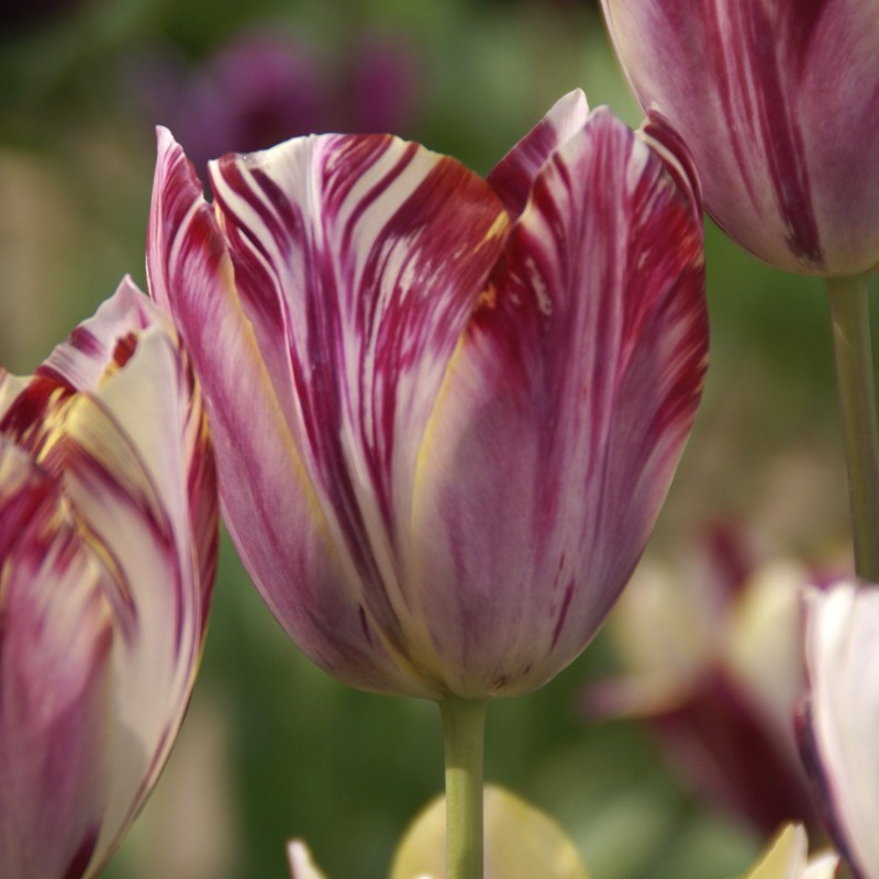 Tulipa 'Beauty of Bath'