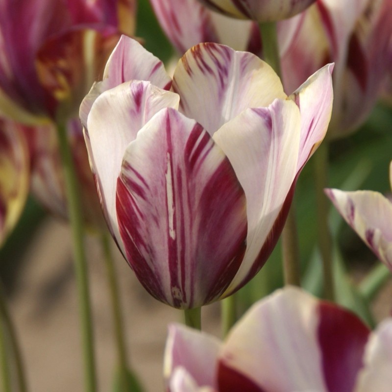 Tulipa 'Beauty of Bath'