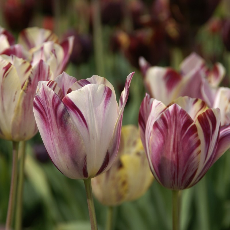 Tulipa 'Beauty of Bath'