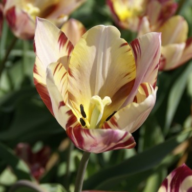 Tulipa 'Beauty of Bath'