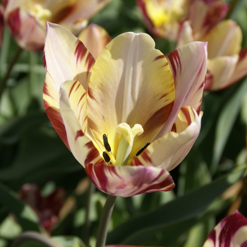 Tulipa 'Beauty of Bath'