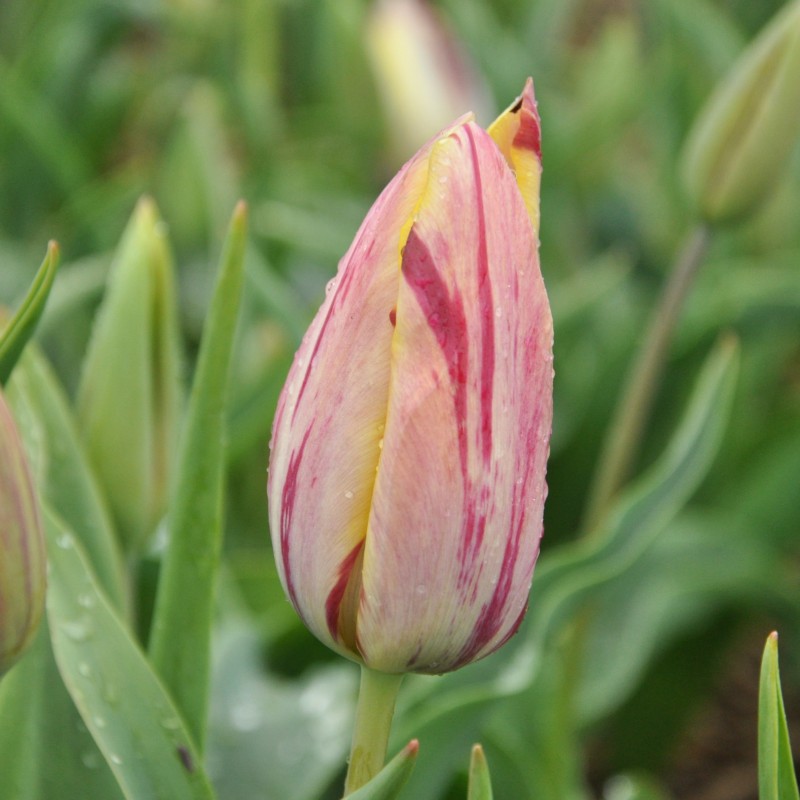 Tulipa 'Beauty of Bath'