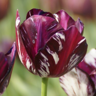 Tulipa 'Bessie' -broken-