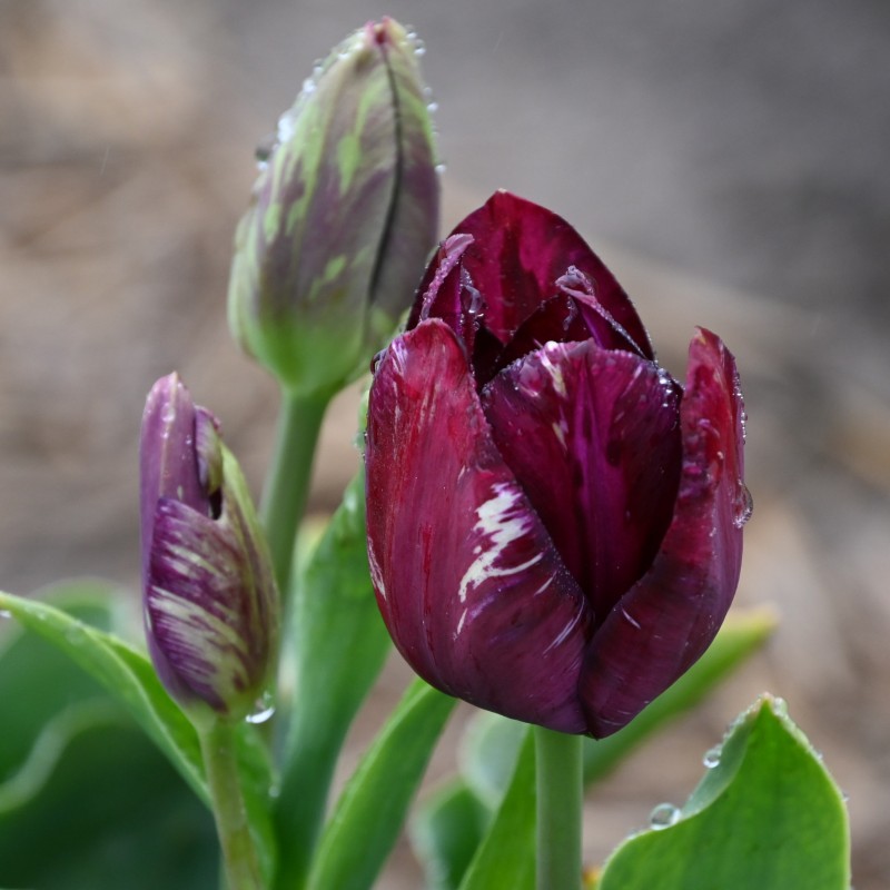 Tulipa 'Bessie' -broken-