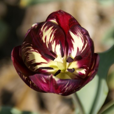 Tulipa 'Bessie' -broken-