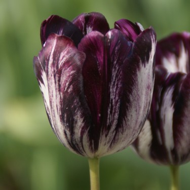 Tulipa 'Black and White'