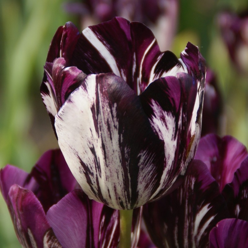 Tulipa 'Black and White'