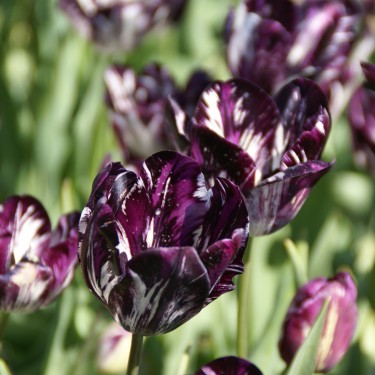 Tulipa 'Black and White'