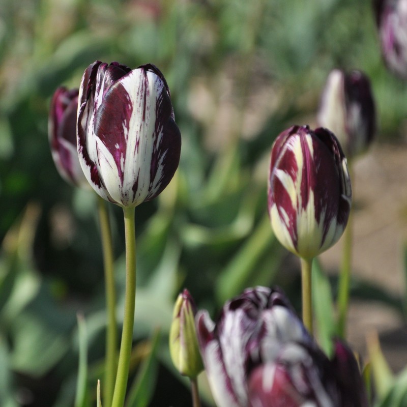 Tulipa 'Black and White'
