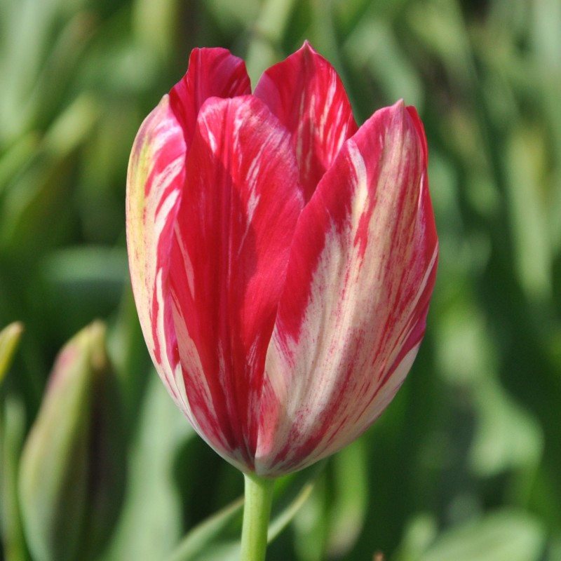 Tulipa 'Bridesmaid'
