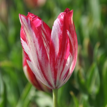 Tulipa 'Bridesmaid'
