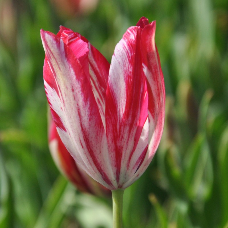 Tulipa 'Bridesmaid'