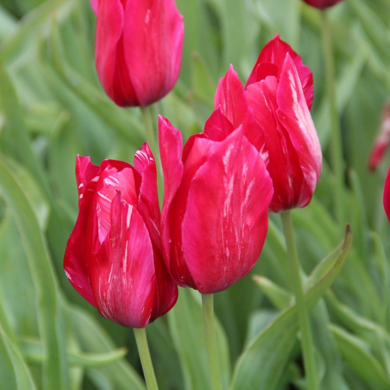 Tulipa 'Bridesmaid'