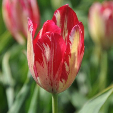 Tulipa 'Bridesmaid'