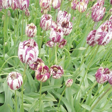 Tulipa 'Charles Le Brun' -broken-
