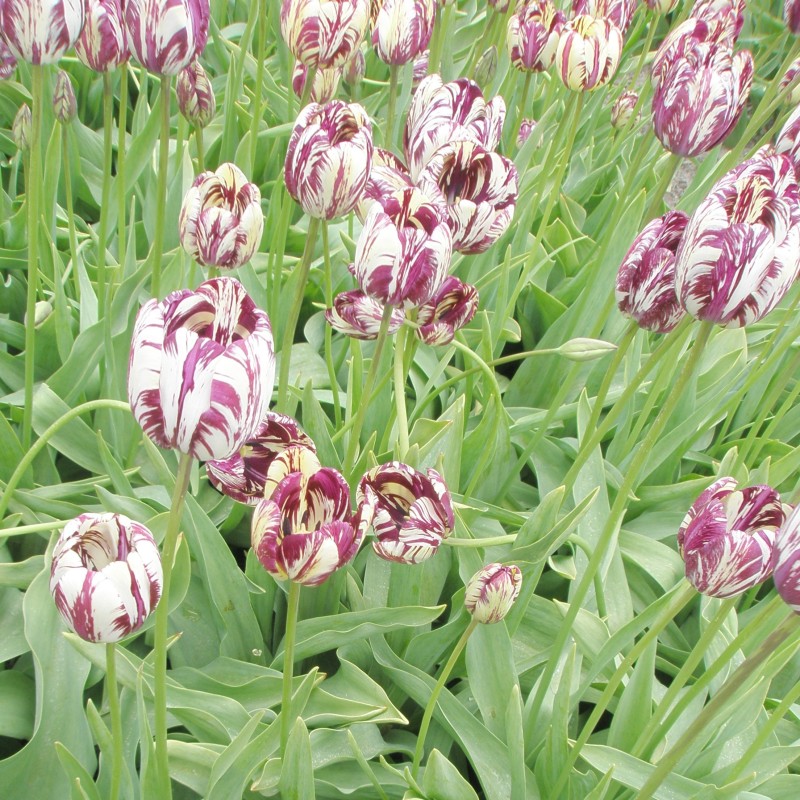Tulipa 'Charles Le Brun' -broken-