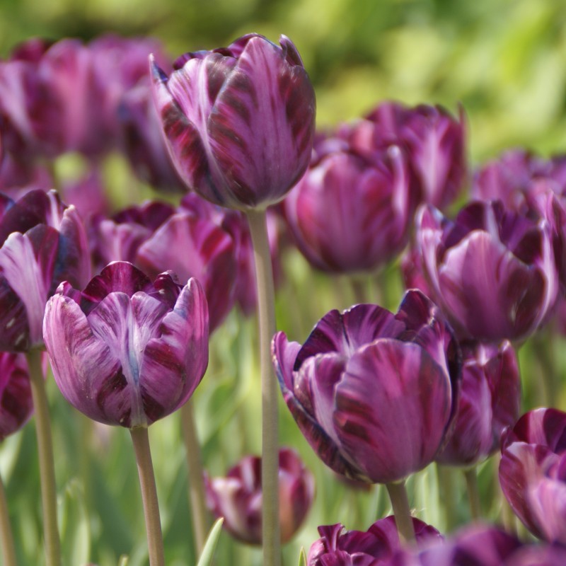 Tulipa 'Columbine'