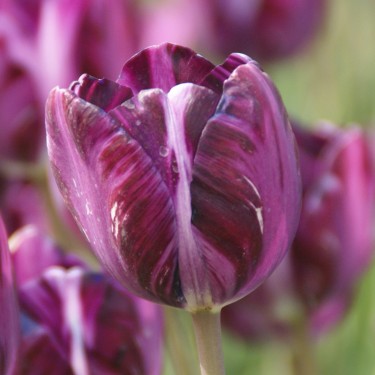 Tulipa 'Columbine'
