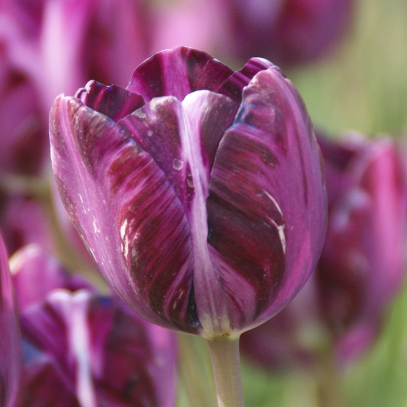 Tulipa 'Columbine'