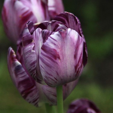 Tulipa 'Columbine'