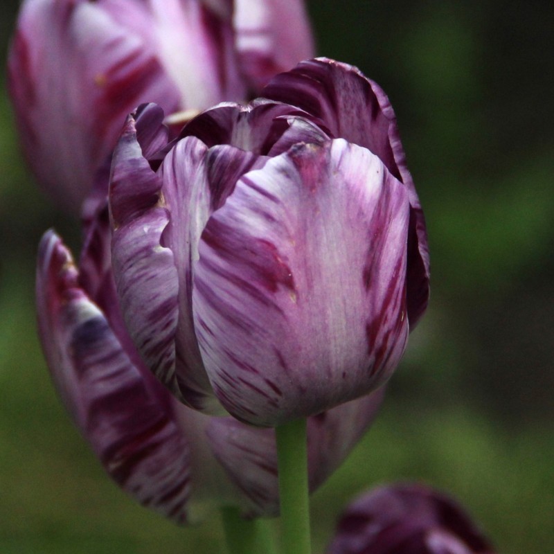 Tulipa 'Columbine'