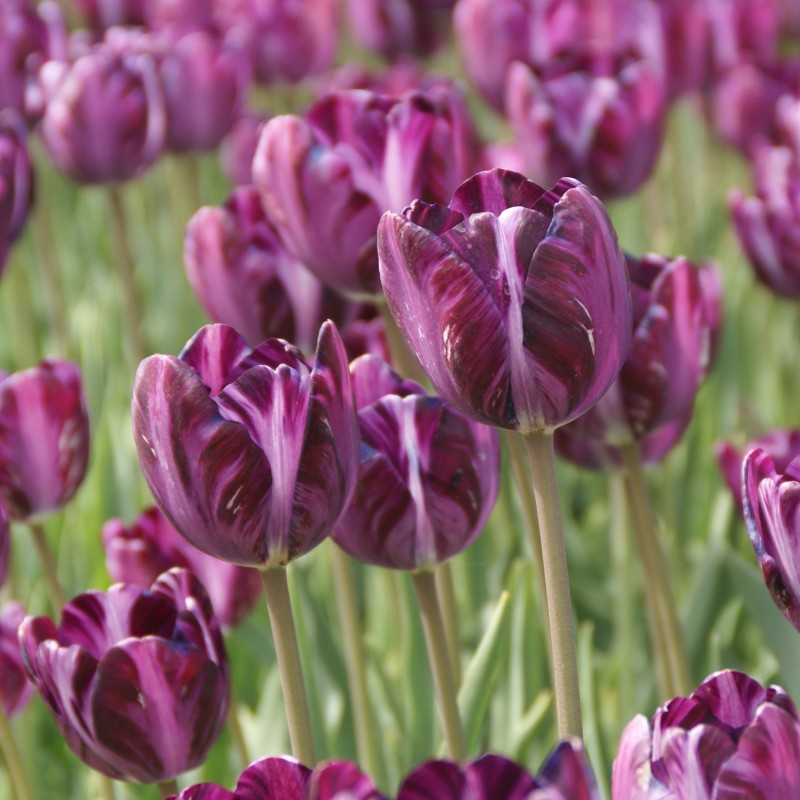 Tulipa 'Columbine'