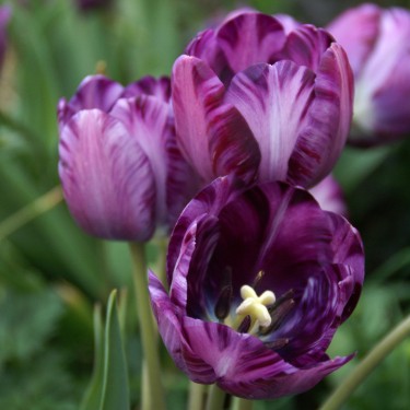 Tulipa 'Columbine Foliage Variegated'