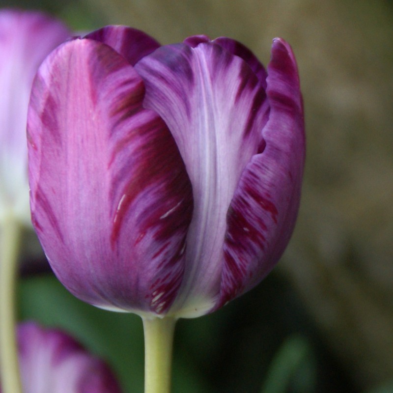 Tulipa 'Columbine Foliage Variegated'