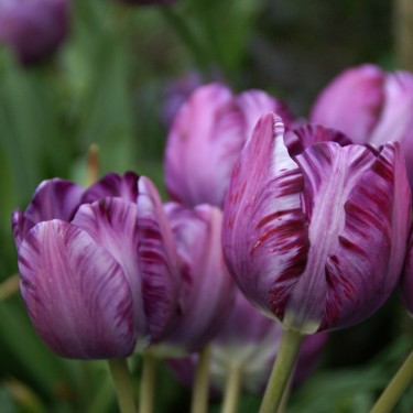 Tulipa 'Columbine Foliage Variegated'