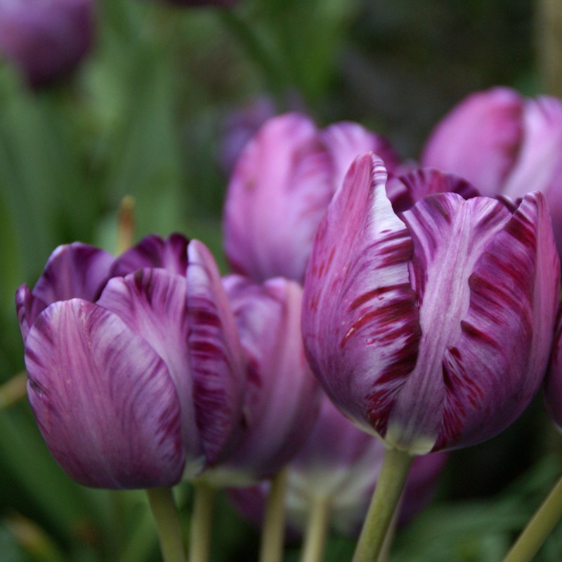 Tulipa 'Columbine Foliage Variegated'