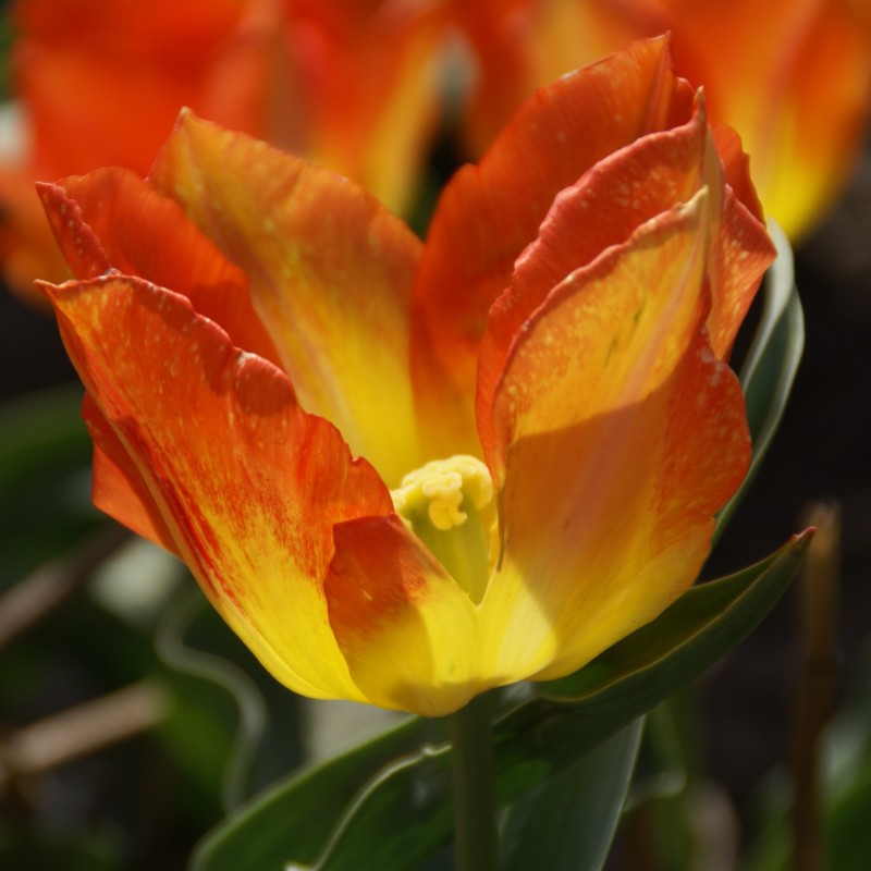 Tulipa 'Cottage Boy'