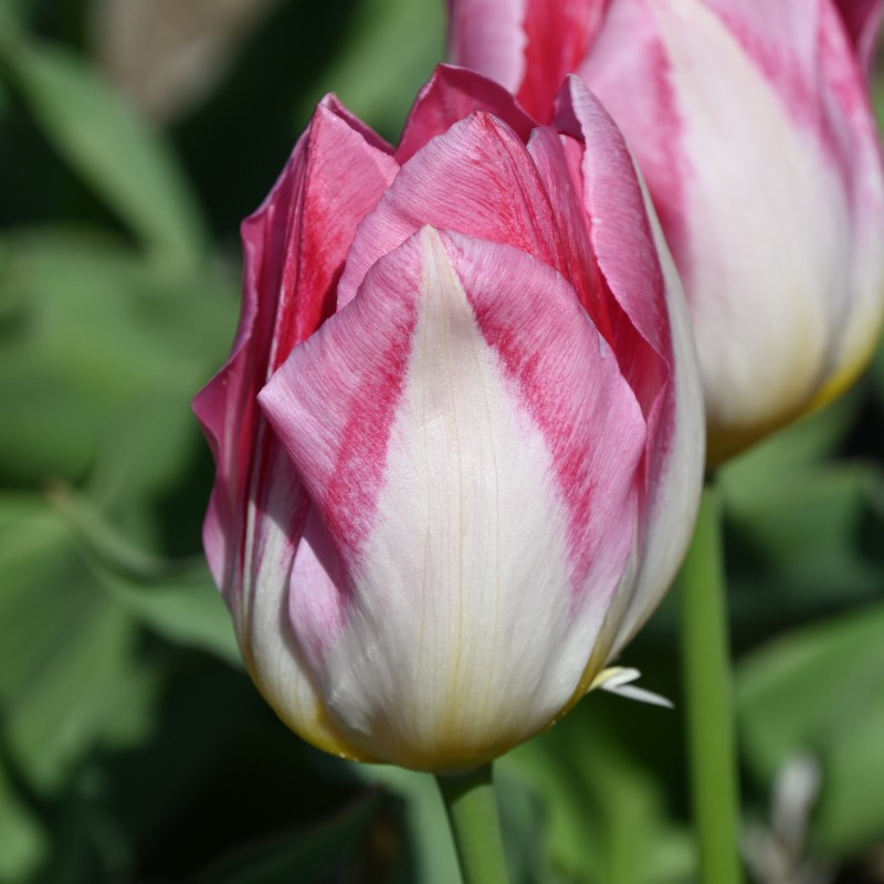 Tulipa 'Cottage Maid'