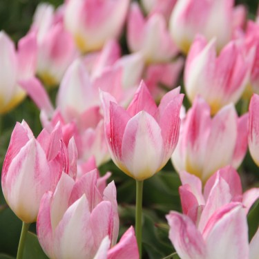 Tulipa 'Cottage Maid'