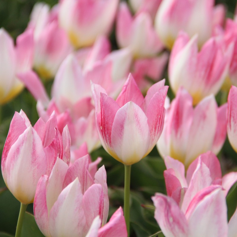 Tulipa 'Cottage Maid'