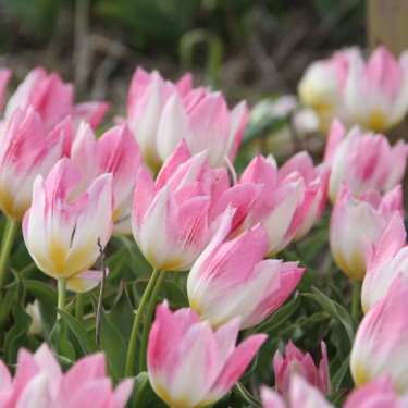 Tulipa 'Cottage Maid'