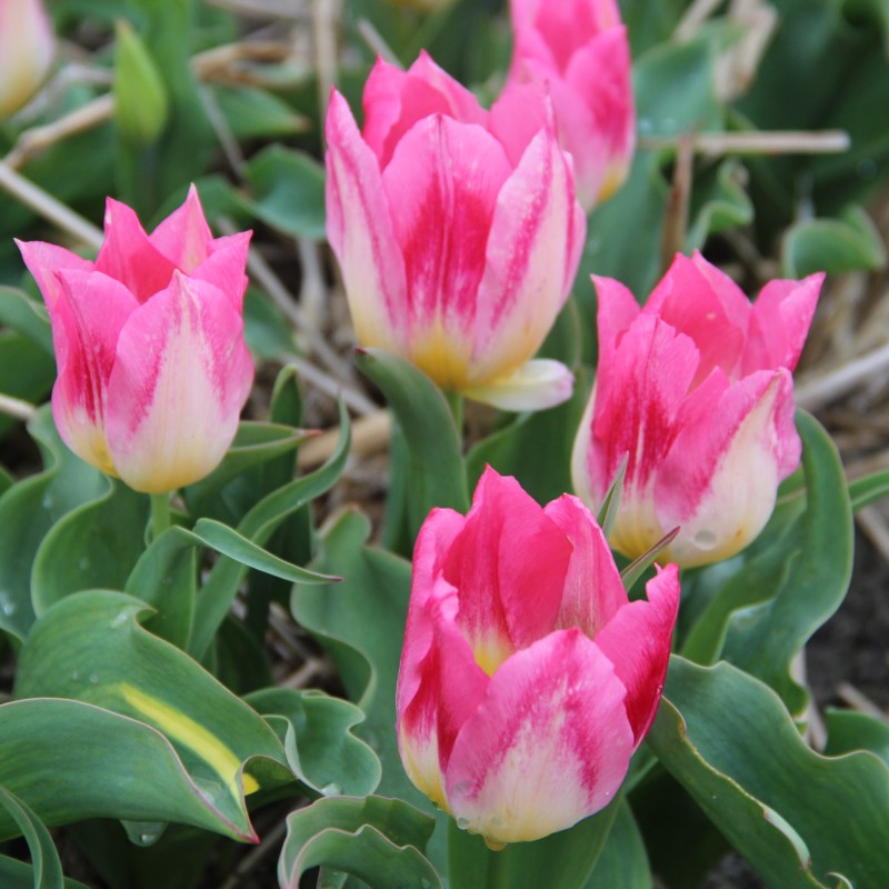 Tulipa 'Cottage Maid'