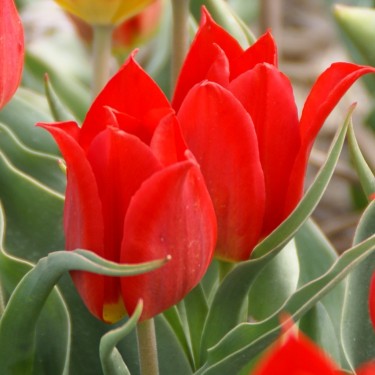 Tulipa 'Duc van Tol Cochineal'