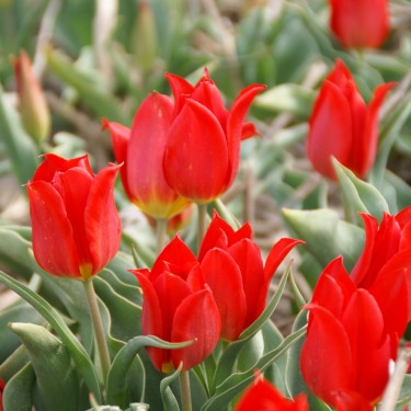 Tulipa 'Duc van Tol Cochineal'