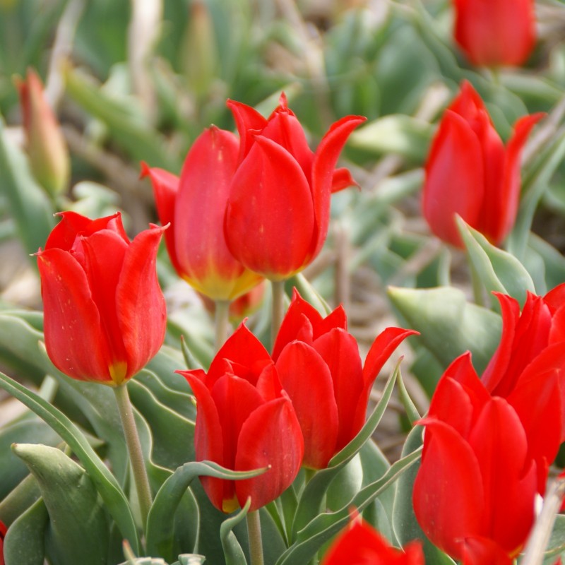 Tulipa 'Duc van Tol Cochineal'