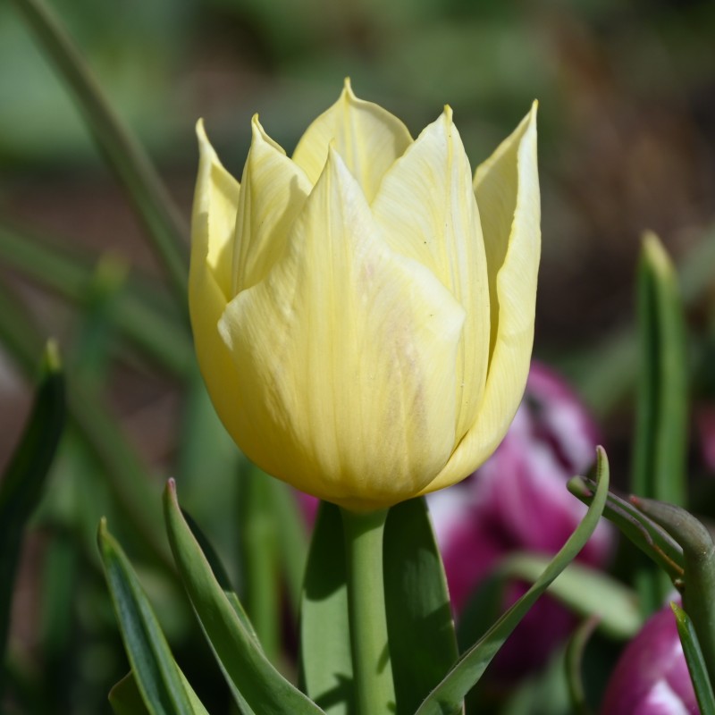 Tulipa 'Duc van Tol Primrose'